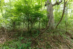 property photo for Springlake Plat 4 Tract 59, 0.22 acres for sale in Miller County, Missouri