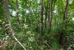 property photo for Springlake Plat 4 Tract 59, 0.22 acres for sale in Miller County, Missouri