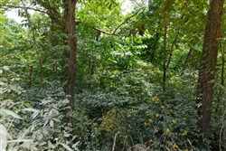 property photo for Springlake Plat 4 Tract 67, 0.19 acres for sale in Miller County, Missouri