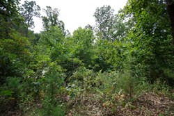 property photo for Springlake Plat 5 Tract 341, 0.19 acres for sale in Miller County, Missouri
