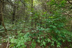 property photo for Springlake Plat 6 Tract 4, 0.19 acres for sale in Miller County, Missouri