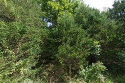 property photo for Springlake Plat 6 Tract 6, 0.19 acres for sale in Miller County, Missouri
