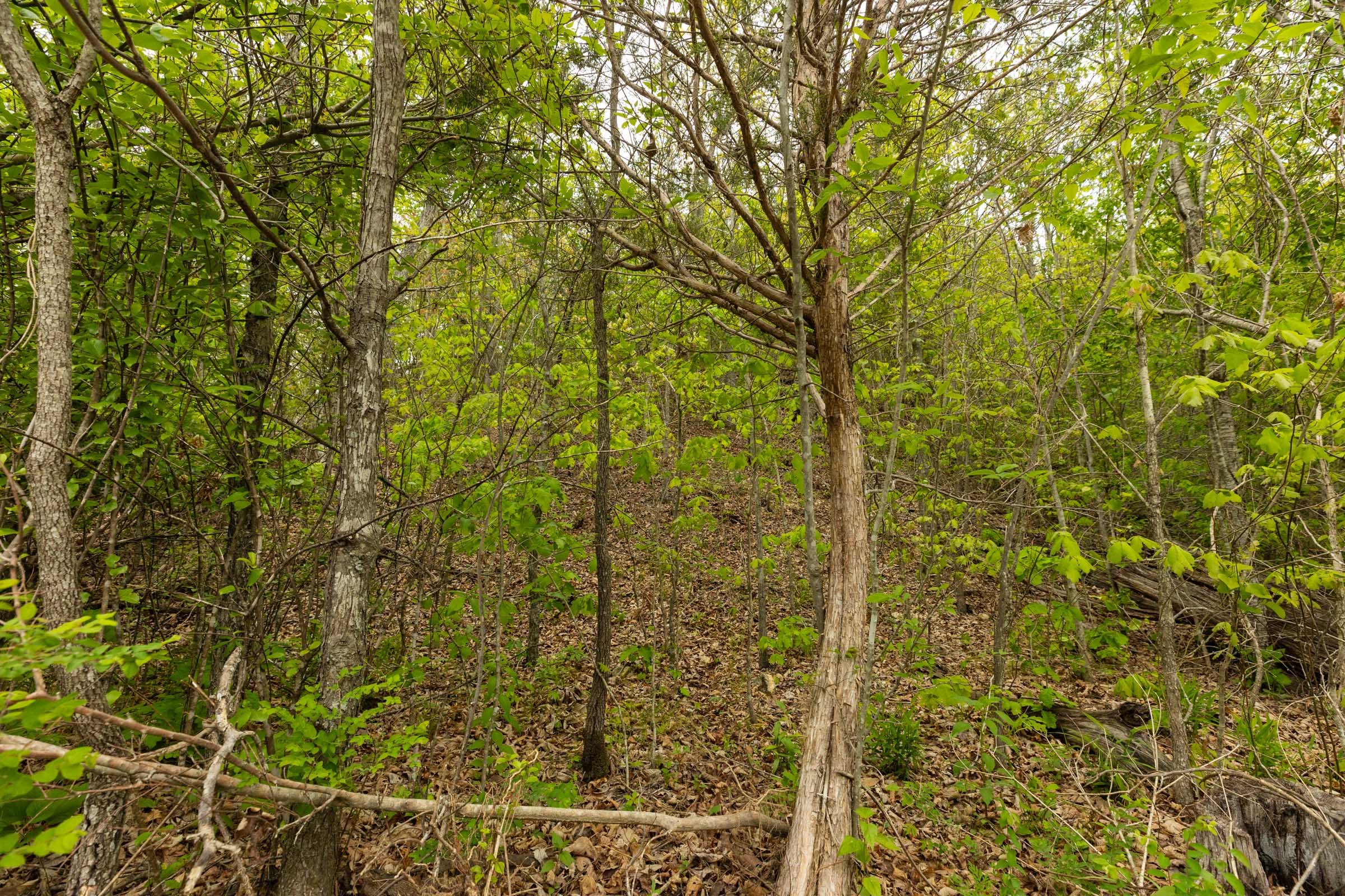 Tract 11 at Double S Ranch in Reynolds County, Missouri