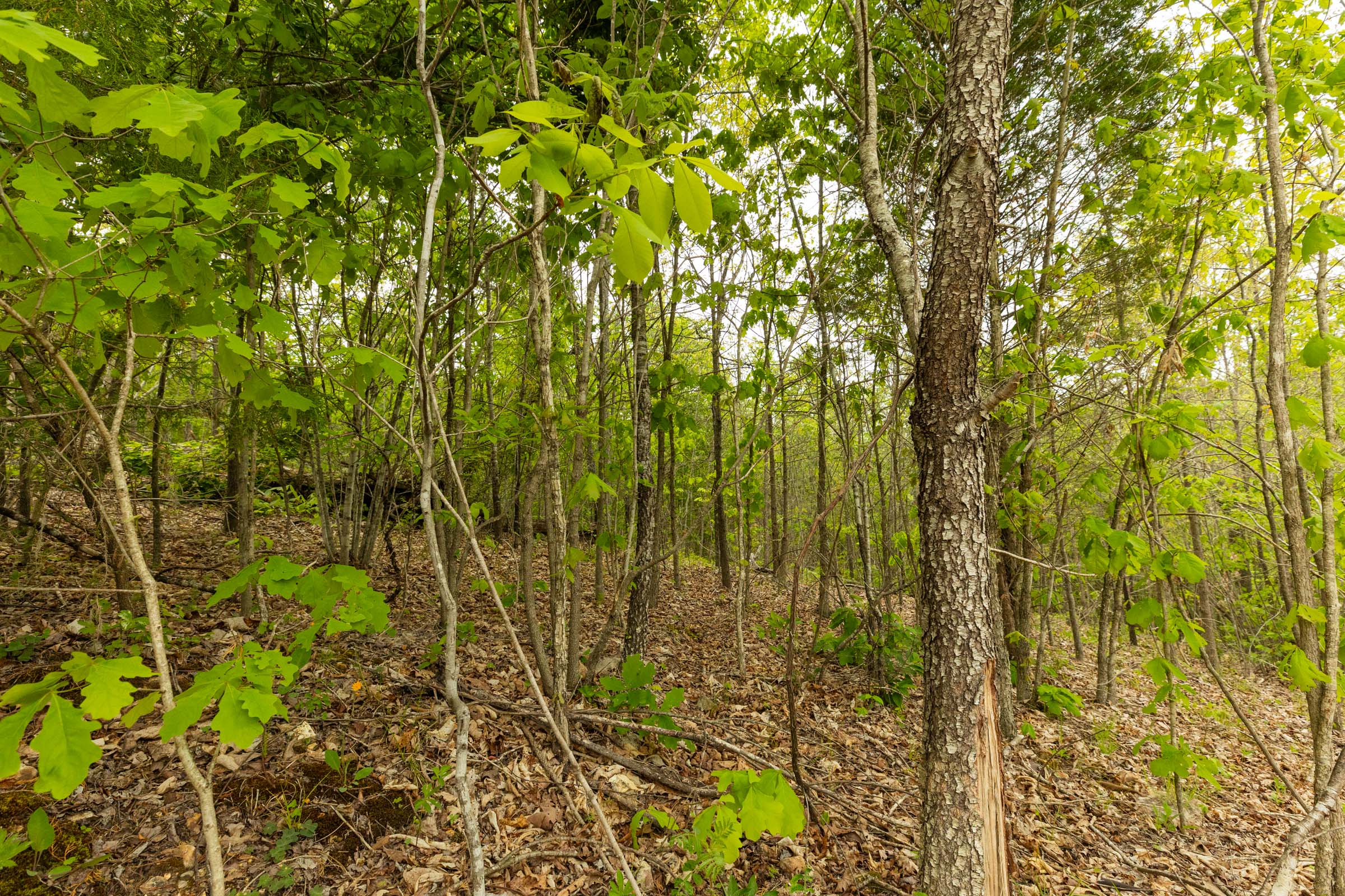 Tract 2 at Double S Ranch in Reynolds County, Missouri