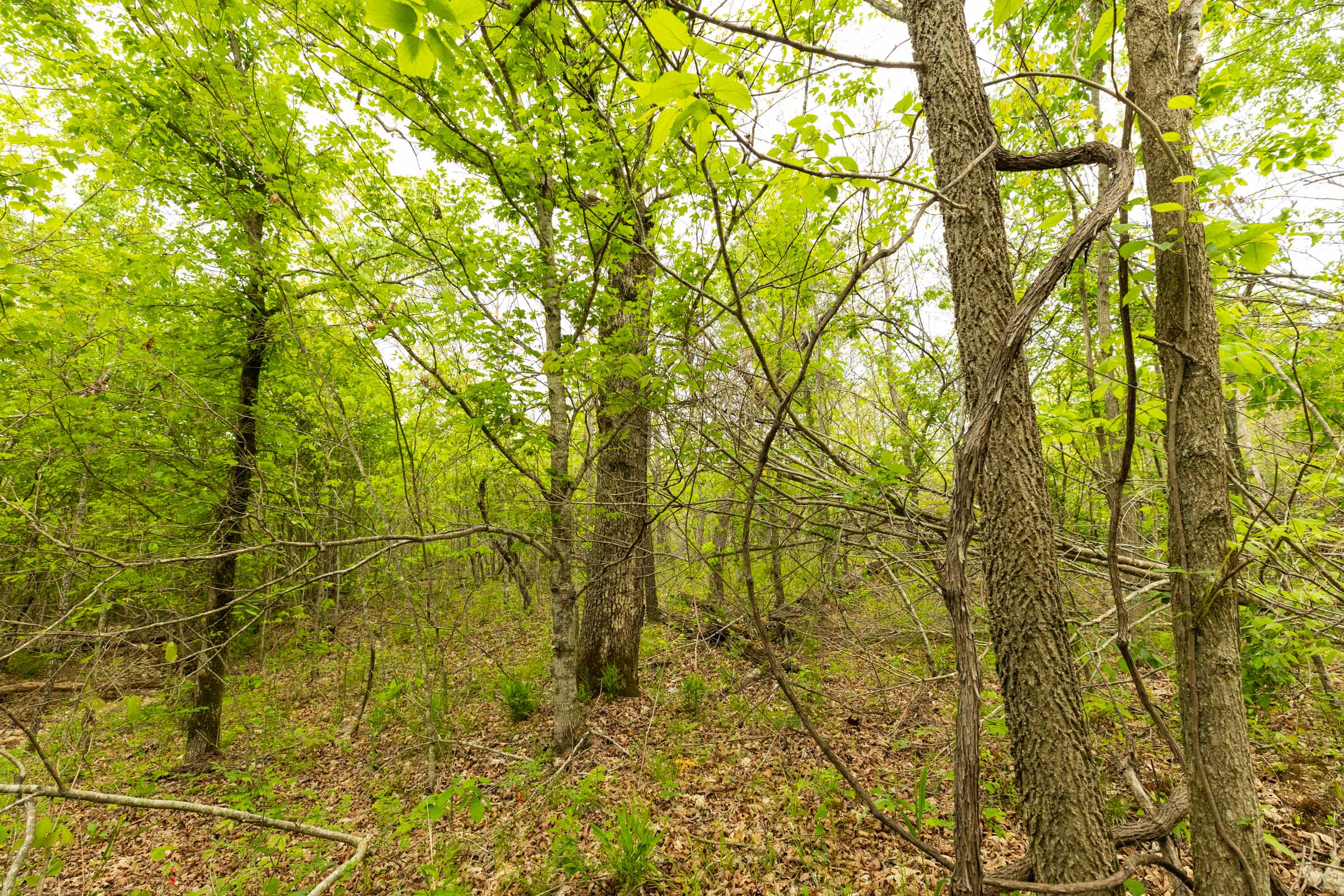 Tract 4 at Double S Ranch in Reynolds County, Missouri