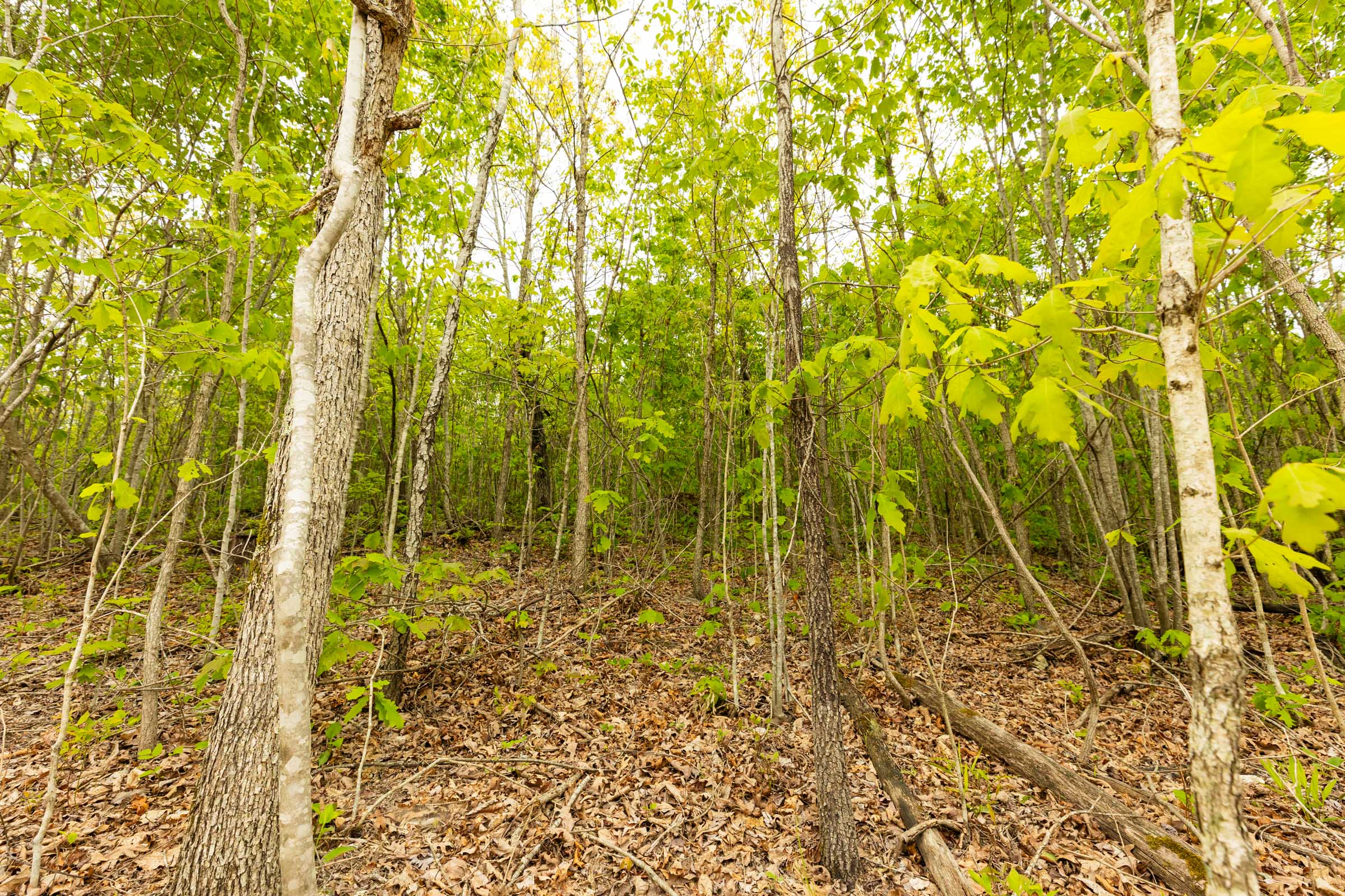 Tract 6 at Double S Ranch in Reynolds County, Missouri