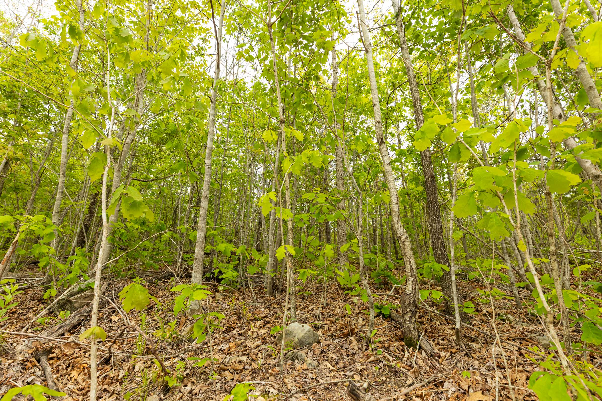 Tract 7 at Double S Ranch in Reynolds County, Missouri
