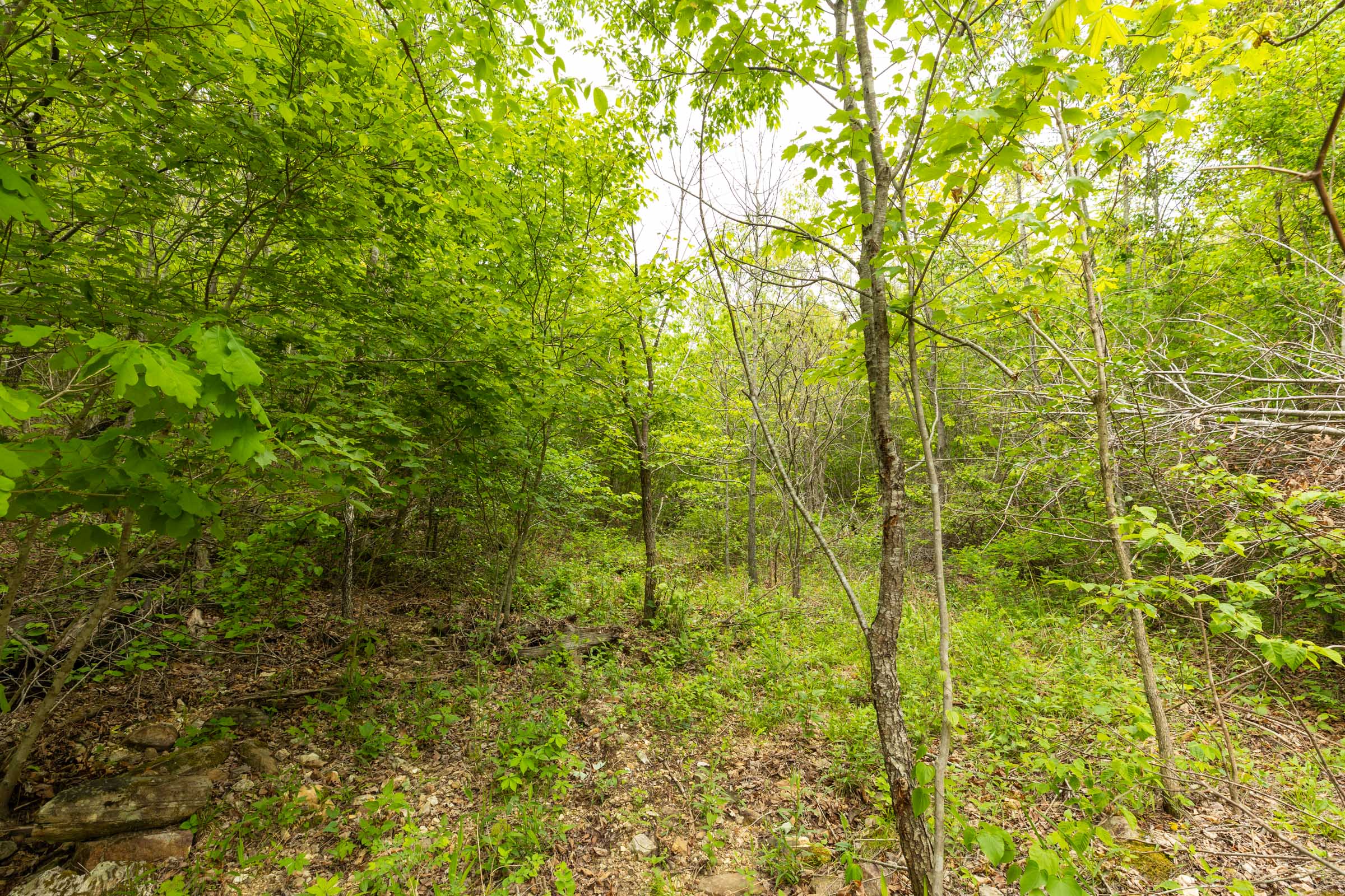 Tract 8 at Double S Ranch in Reynolds County, Missouri